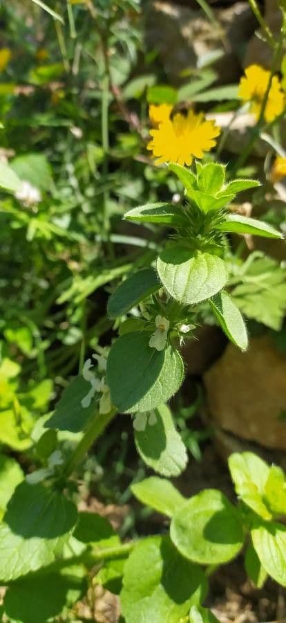 Sideritis romana 14