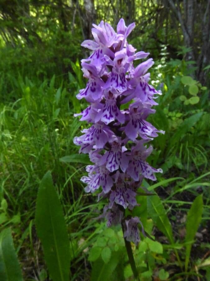 Orchidea di Fuchs 24