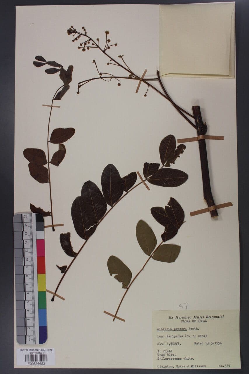 Schneller Seidenbaum 8