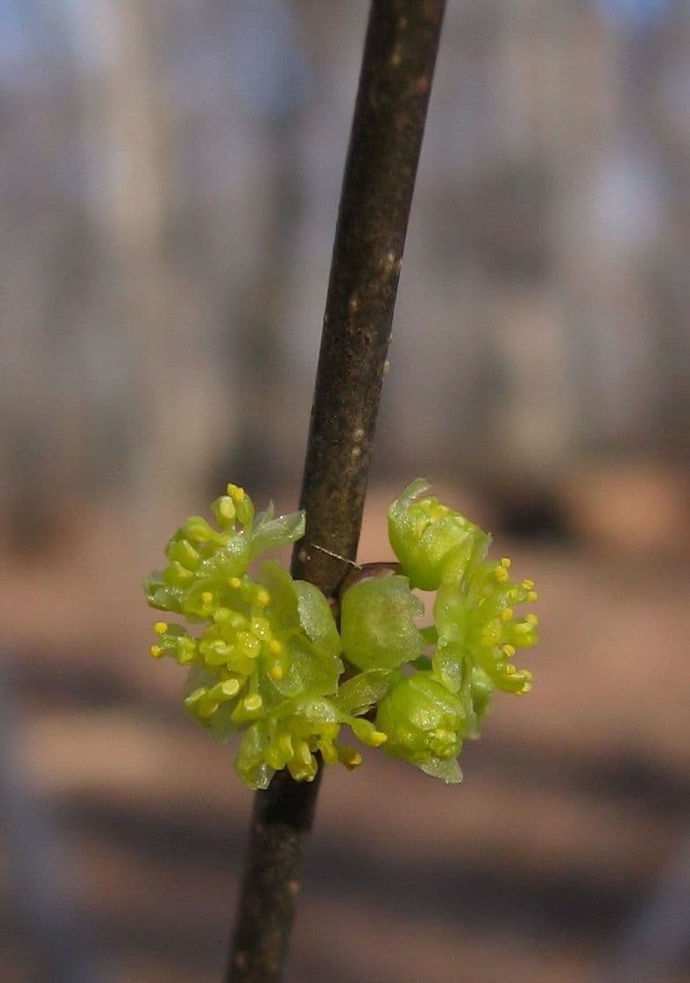 Lindera benzoin 24
