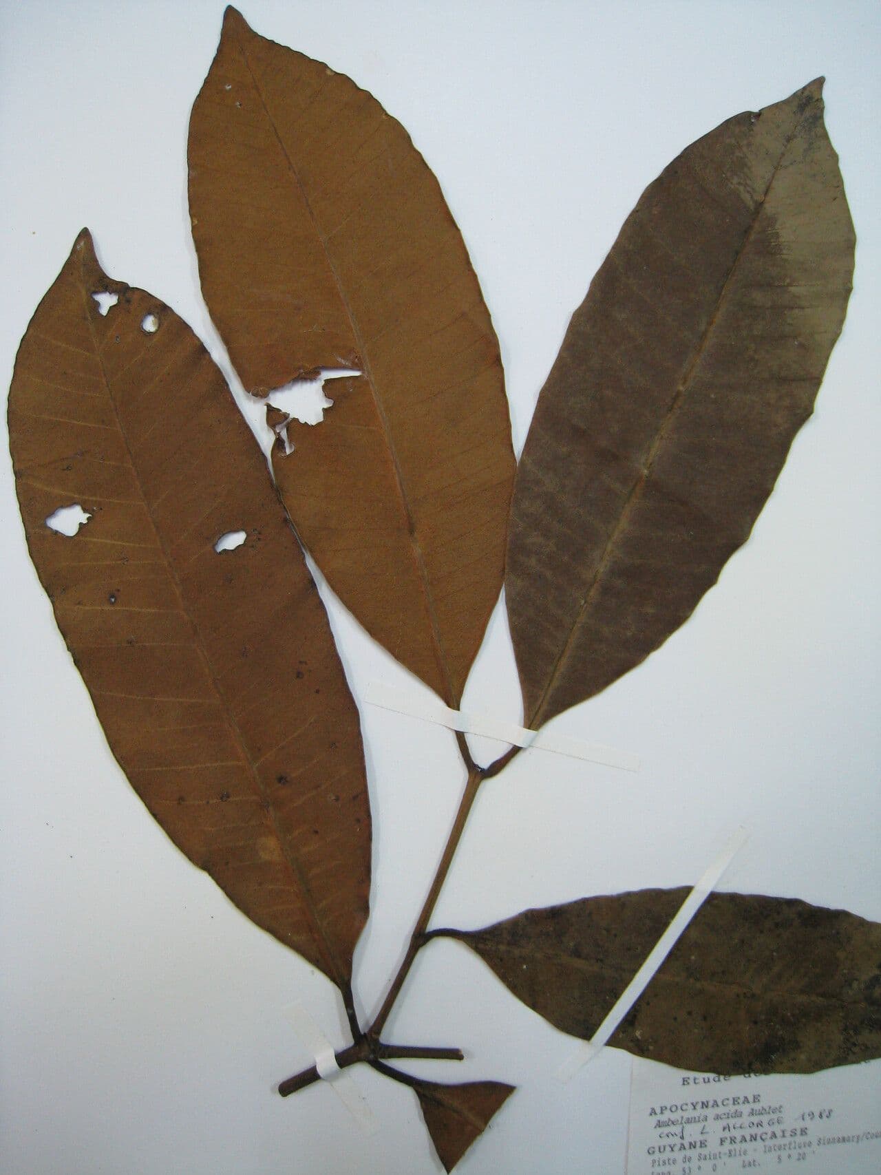 Ambelania acida 8