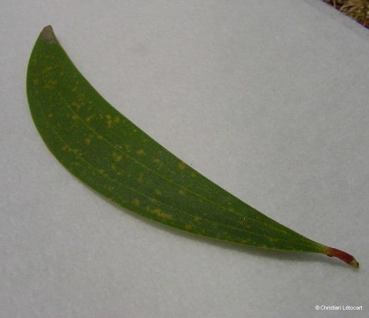 Acacia 26