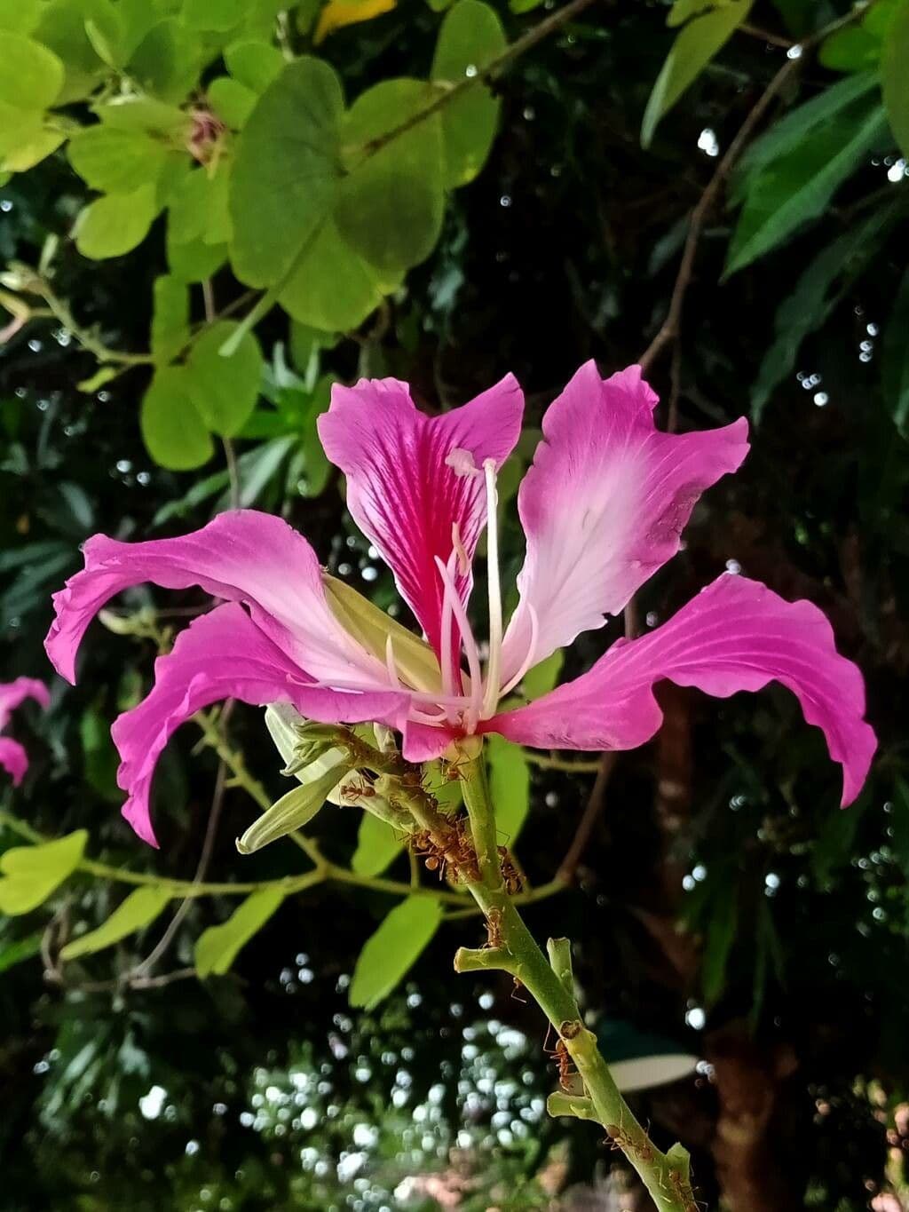 Bauhinia purpurea 8