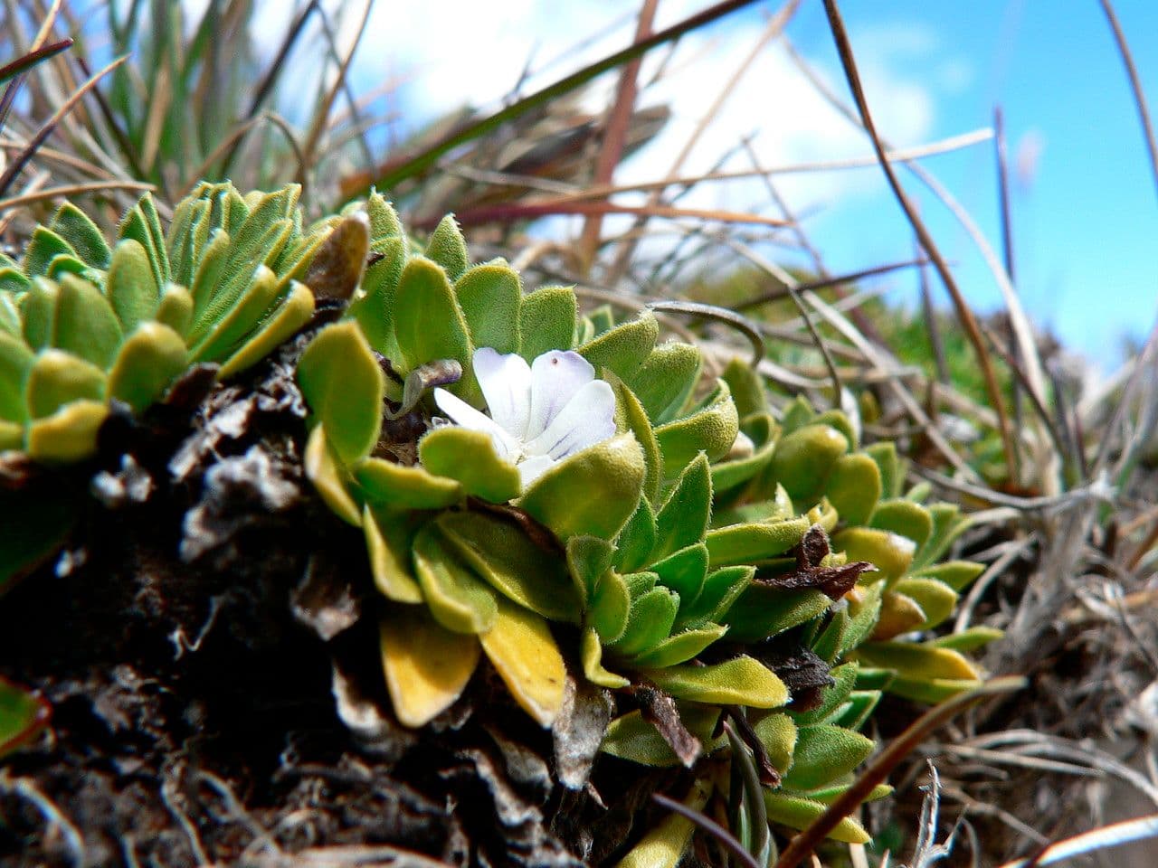 Viola di Bangi 4