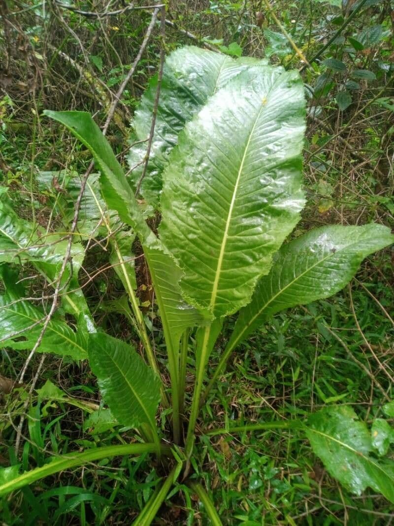 Acetosa 5