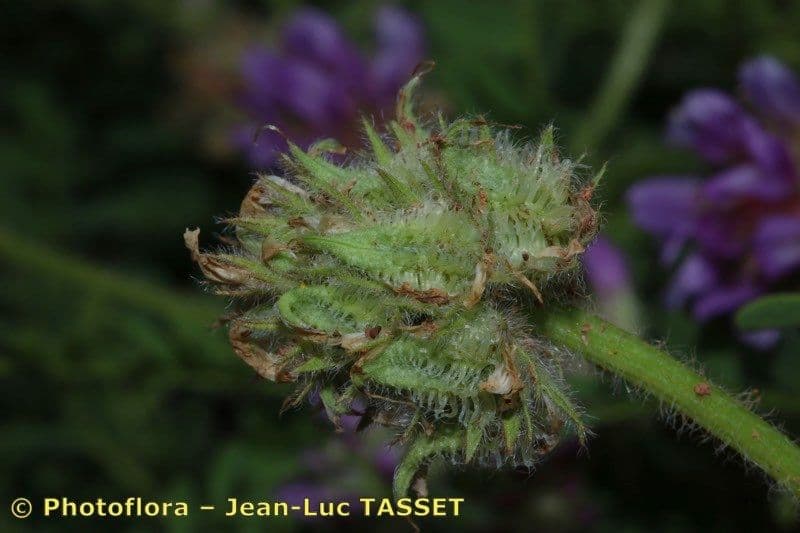 Stacheliger Tragant