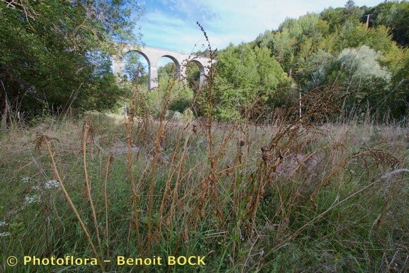 Betterave du Caucase 5