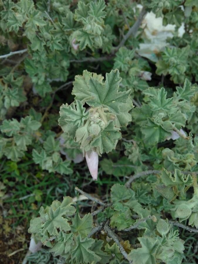 Malva subovata 17
