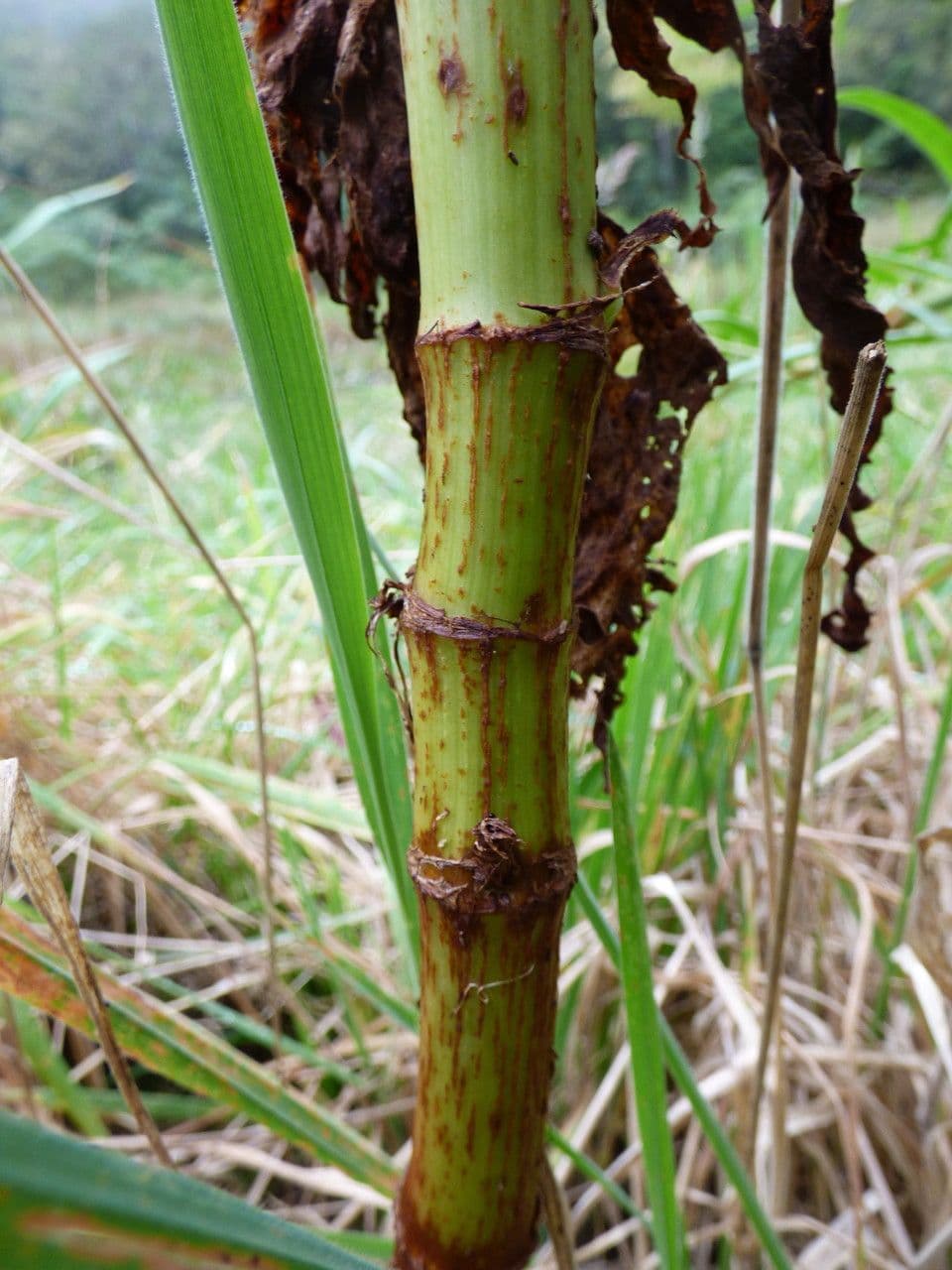 Acetosa abissina 13