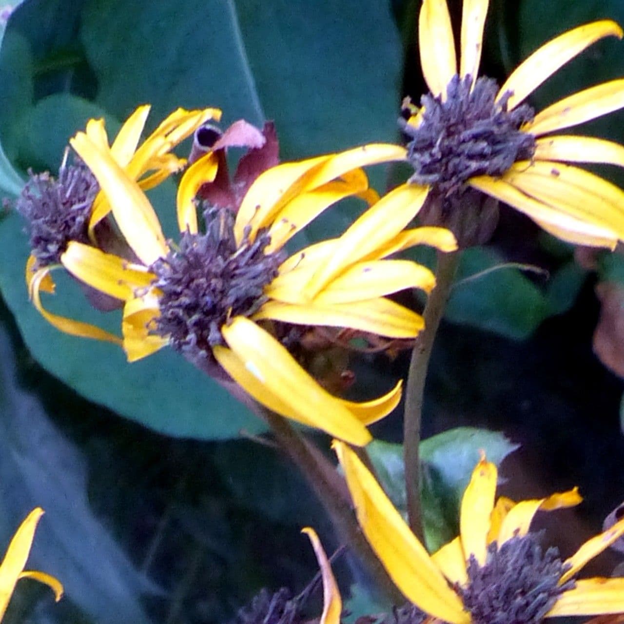 Ligularia dentata 2