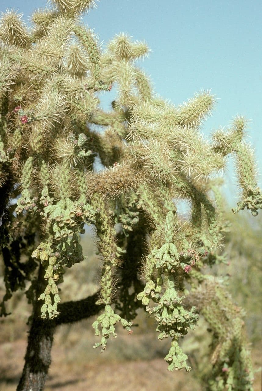 Feuer-Cholla 7