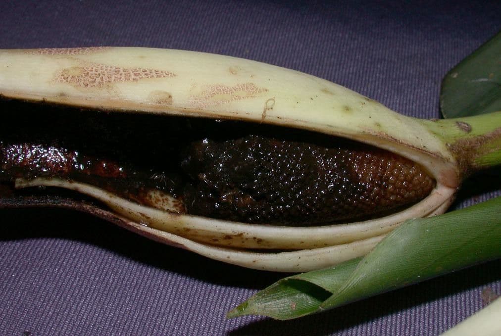 Philodendron 5