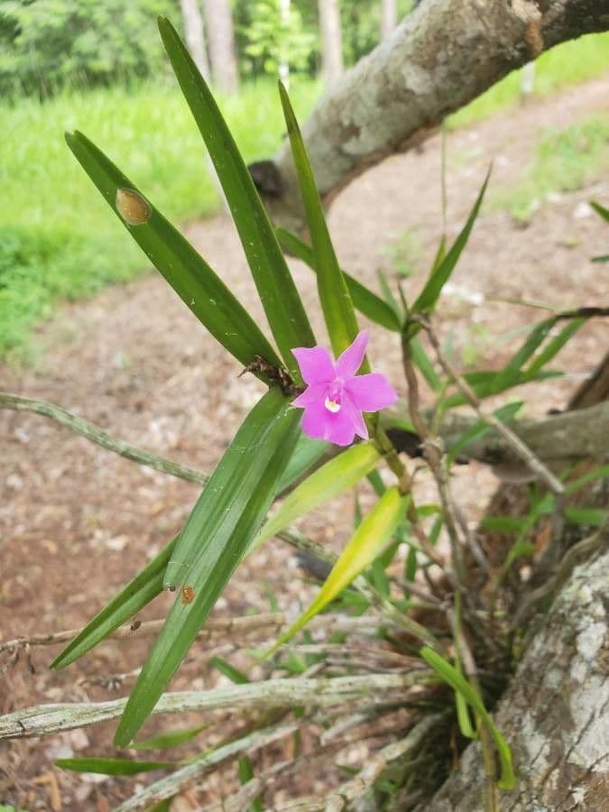 Dimerandra emarginata 8