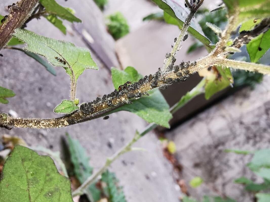 Solanum villosum 25