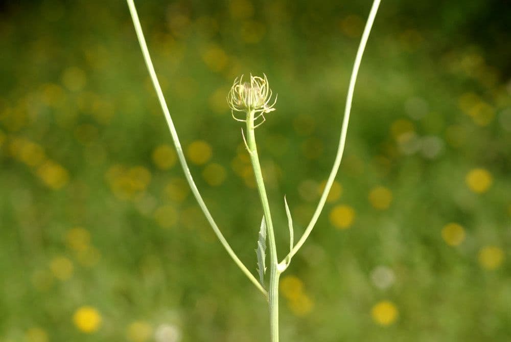 Tolpis 2