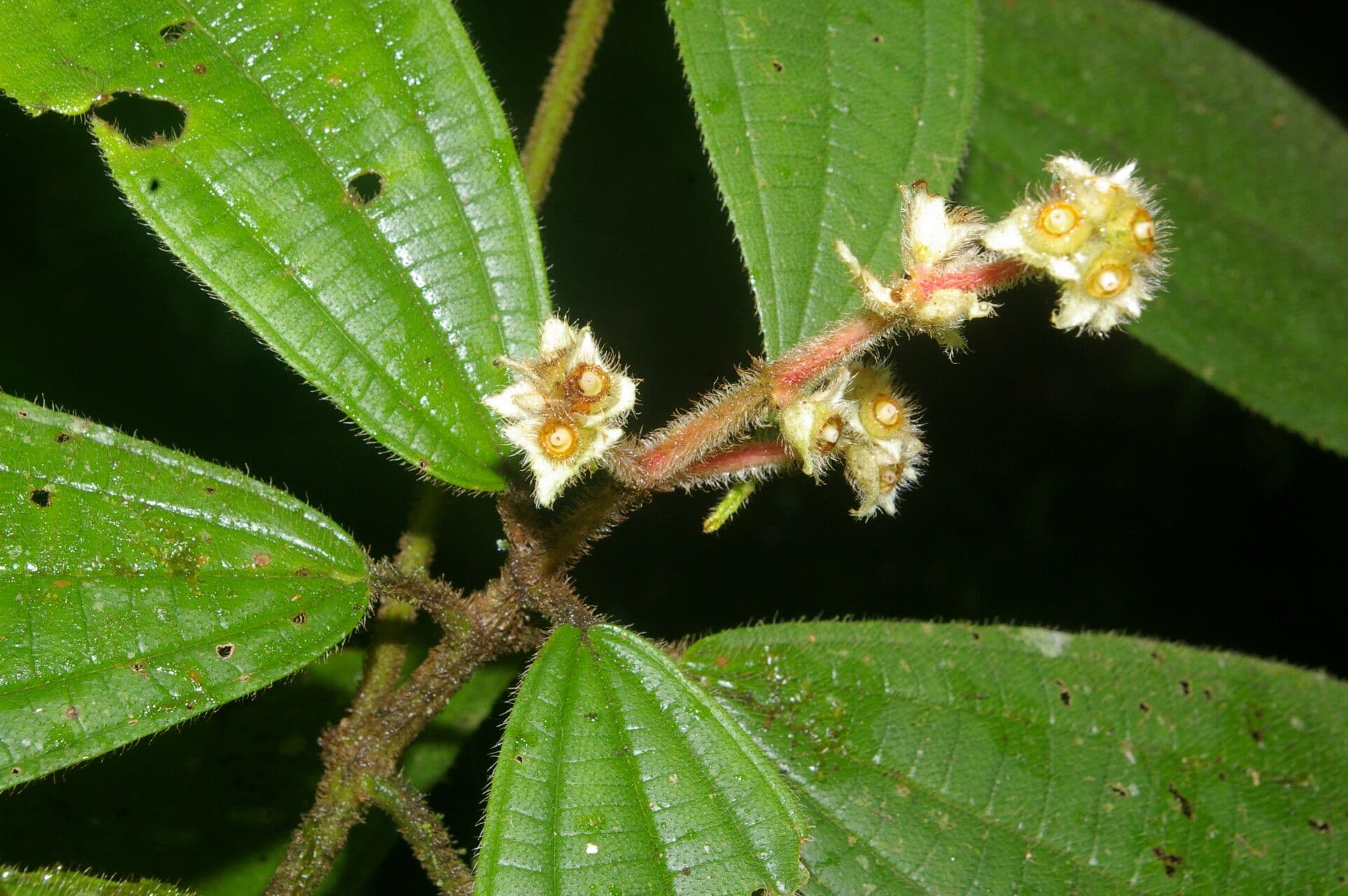 Conostegia 6