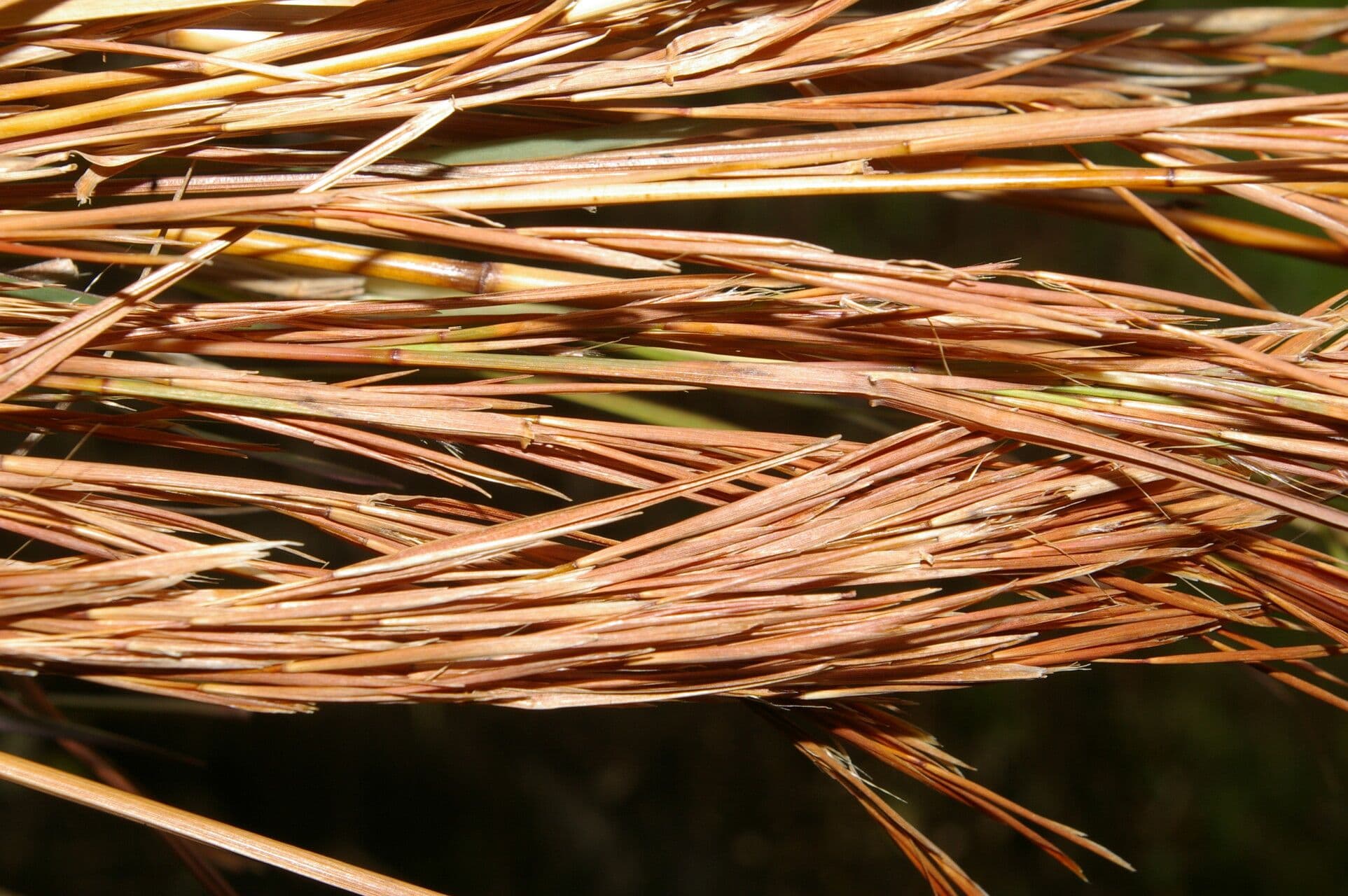 Broomsedge 4
