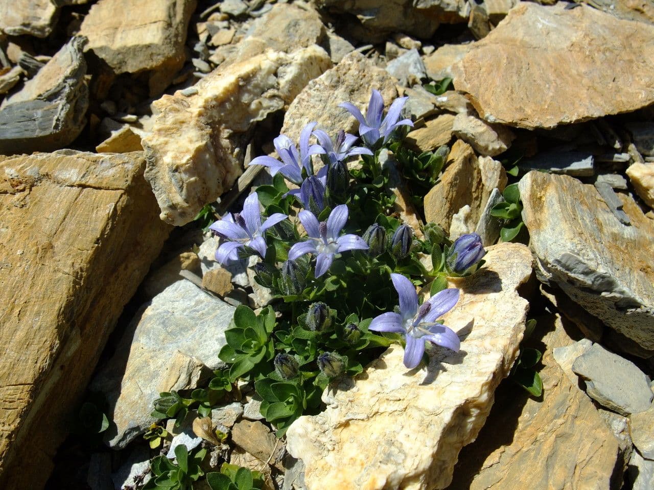 Campanula di Cenis 6