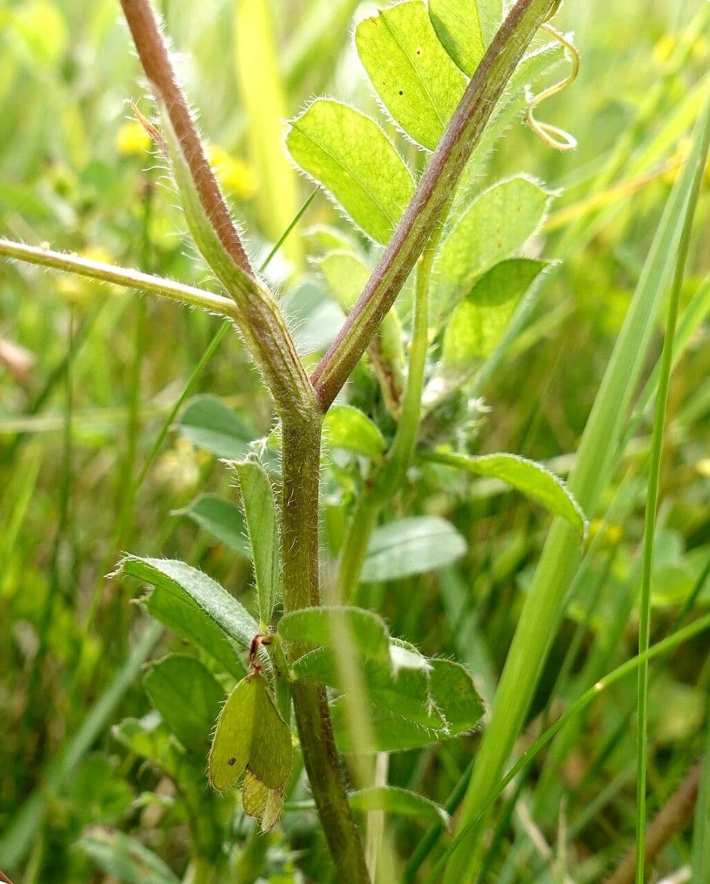 Trifoglio 20