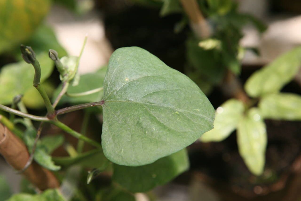 Ipomoea tricolor 11