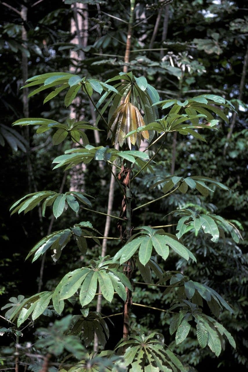 Cecropia 8