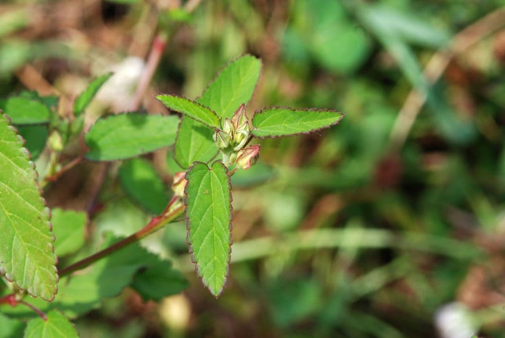 Sida spinosa 16