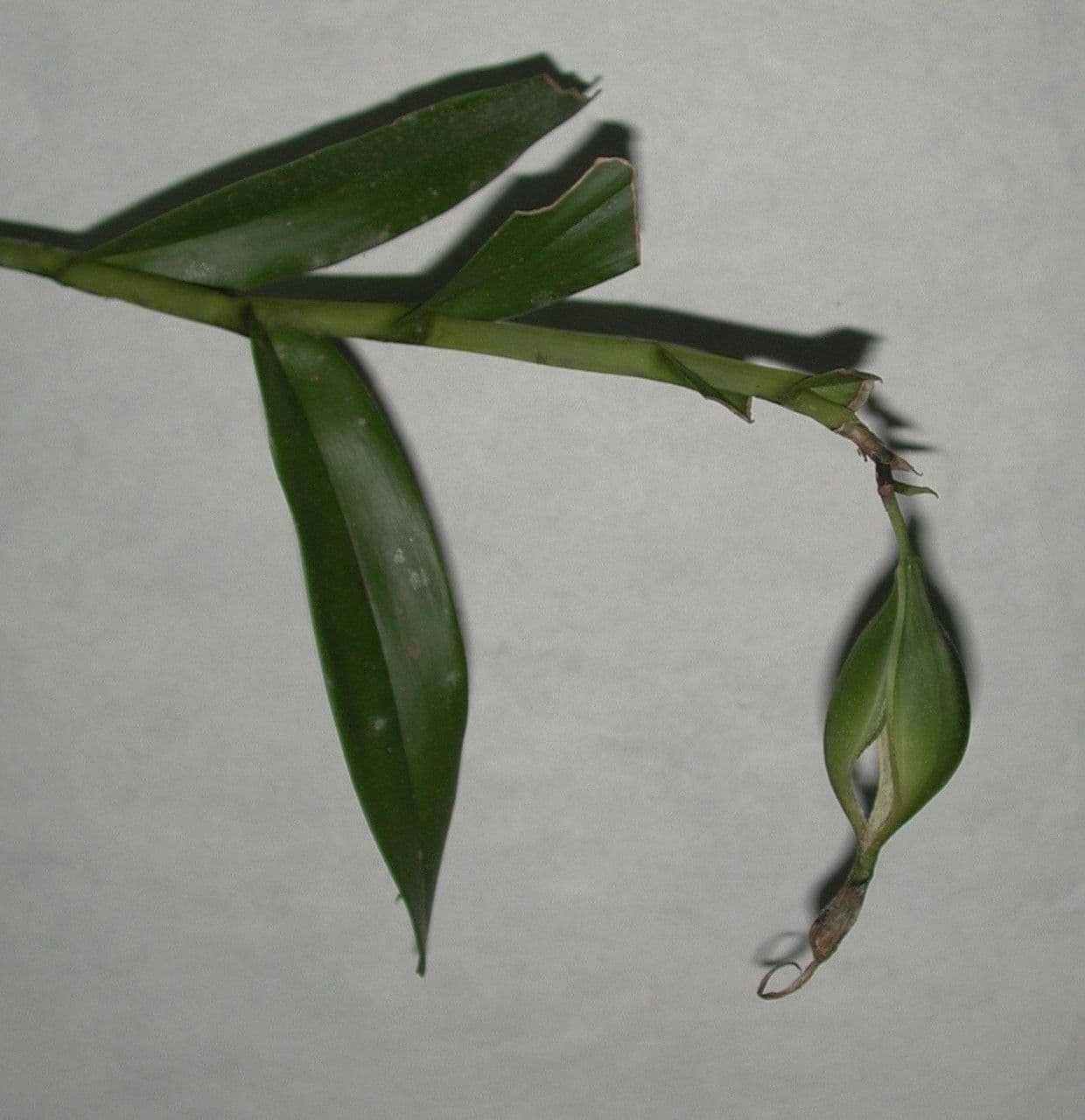 Orchidée nocturne 25