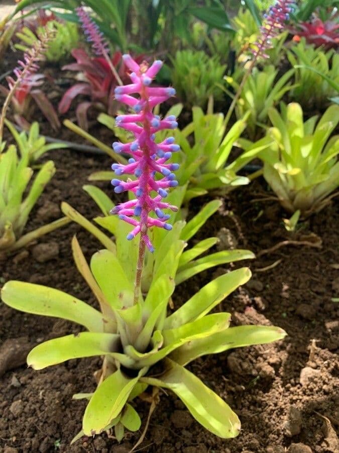 Aechmea 16