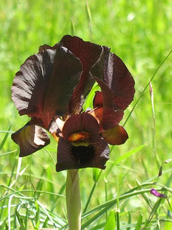 Iris