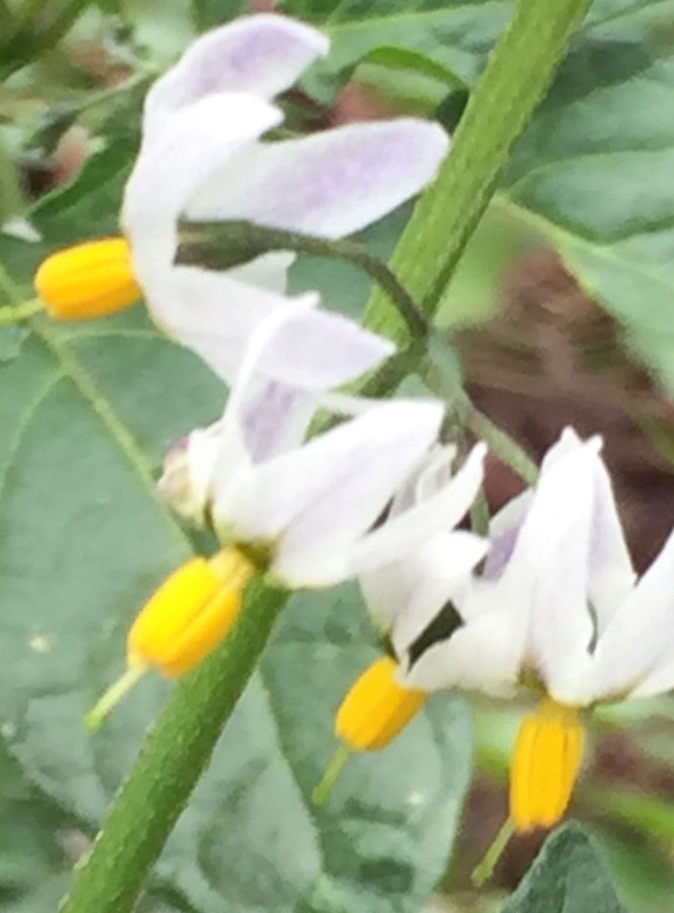 Solanum furcatum 3