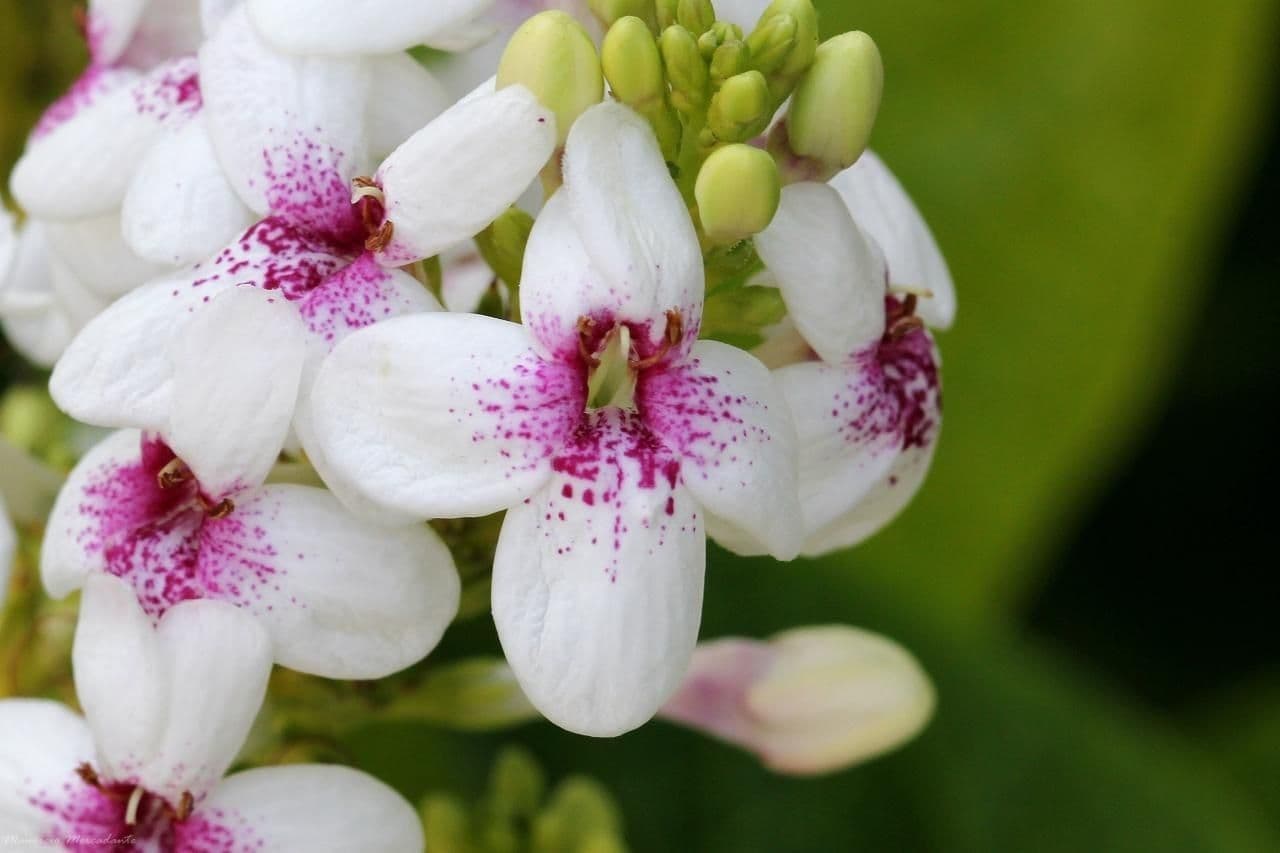 Pseuderanthemum 7
