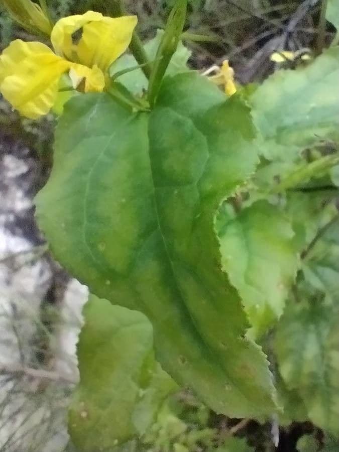 Goodenia ovata 11