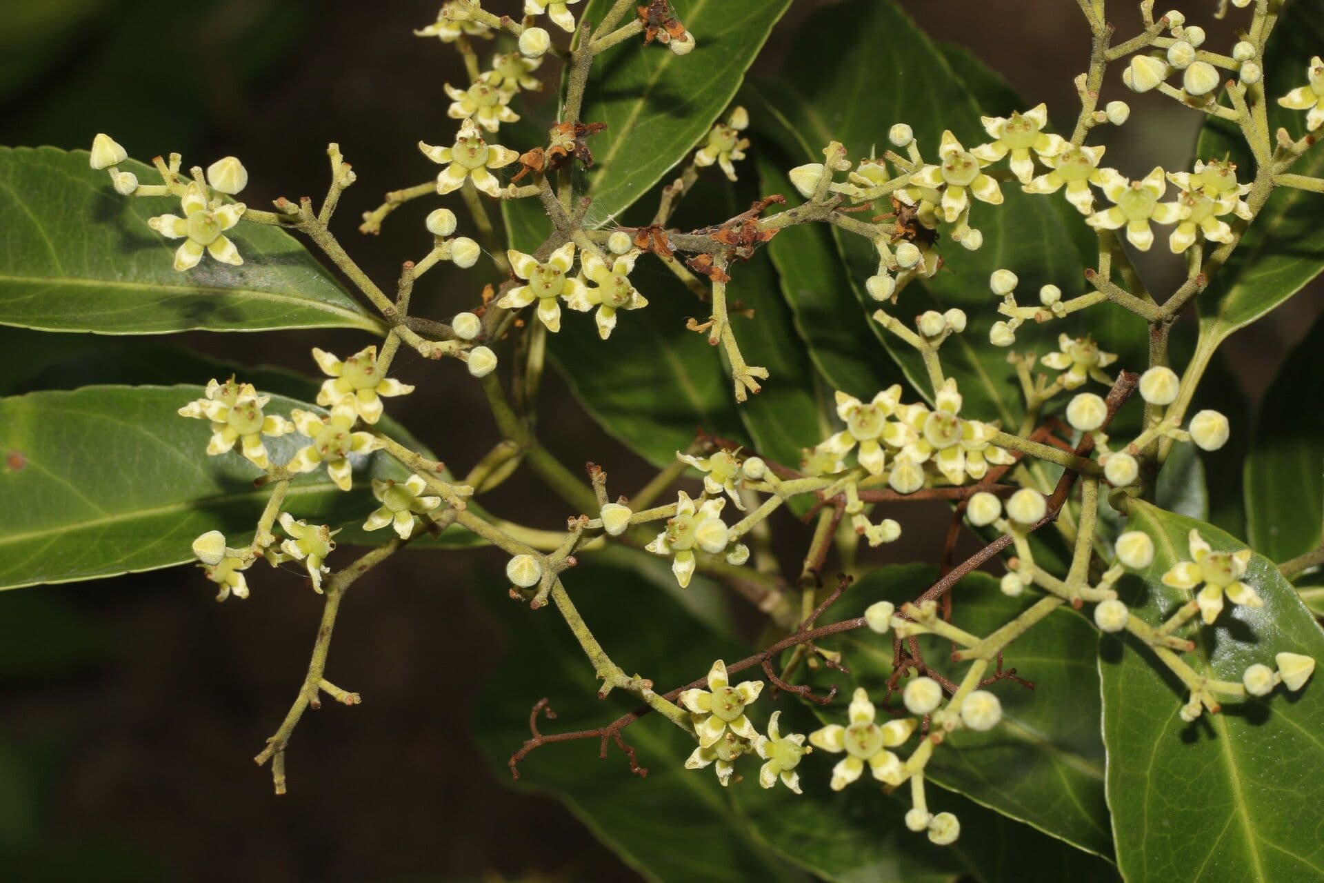 Hippocratea 10