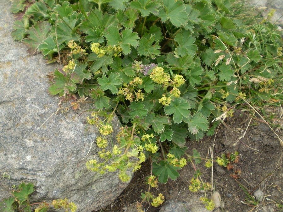 Alchemilla 9