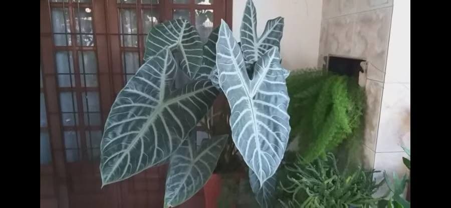 Alocasia 11
