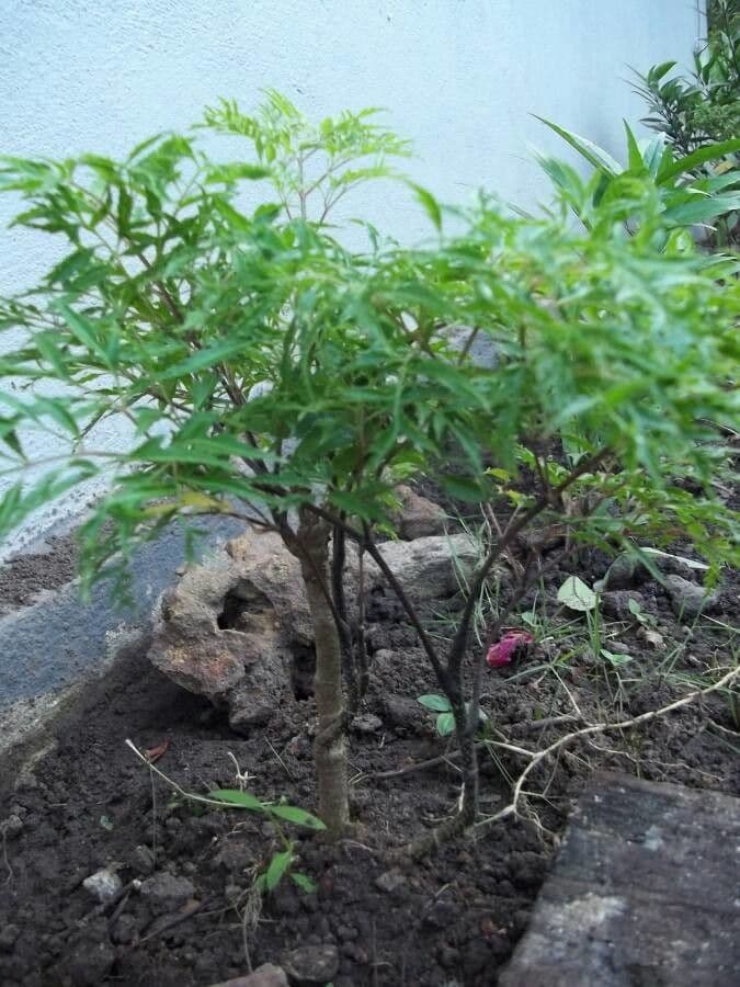 Aralia 5