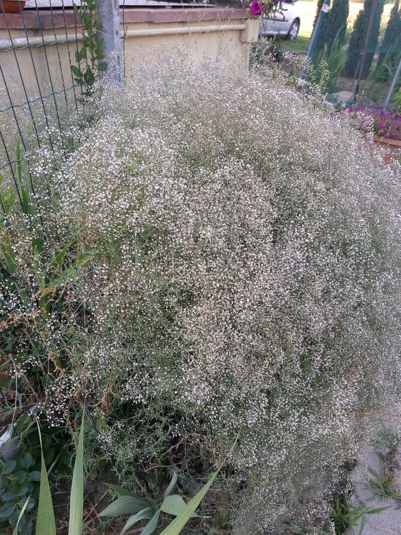 Gipsofila paniculada 13