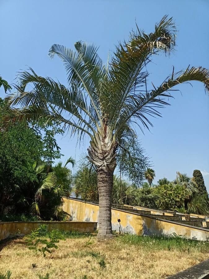 Palma triangular 17