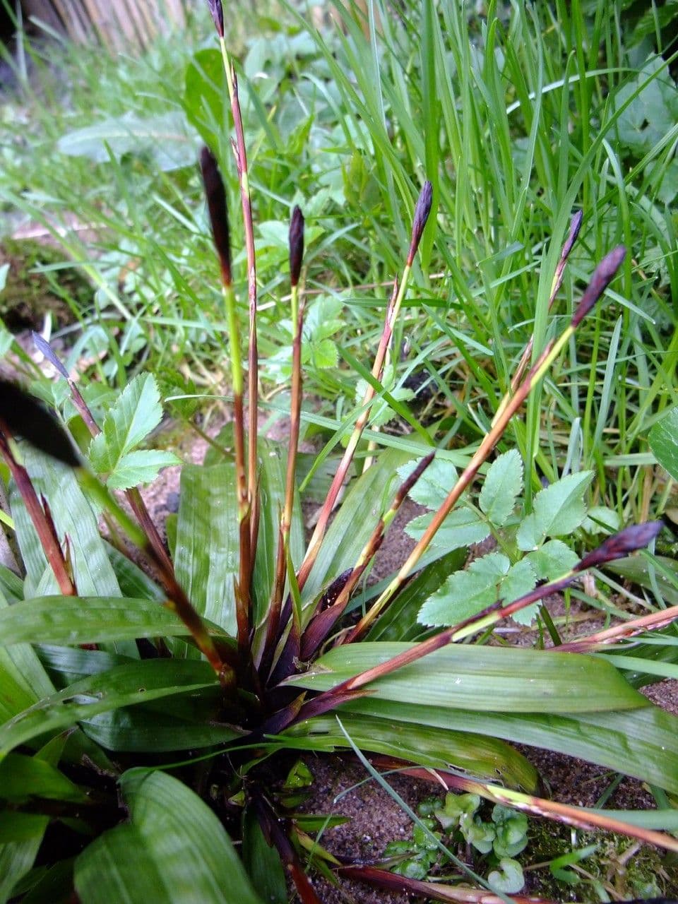 Plantainleaf sedge 8