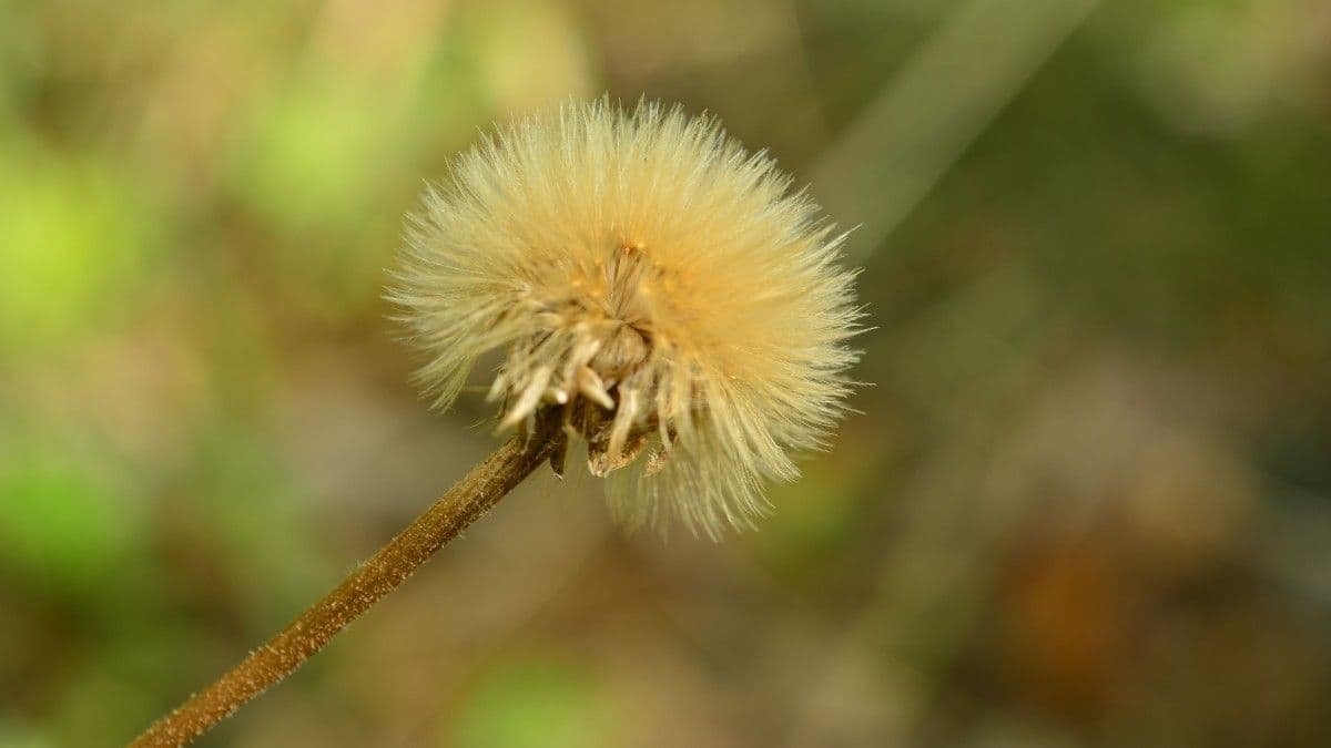 Felsen-Steinimmortelle