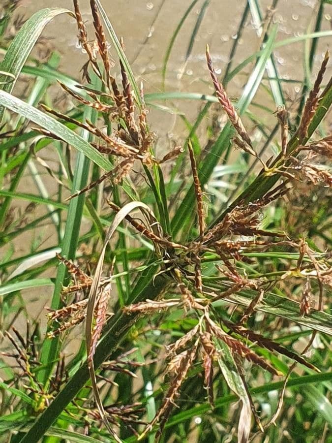 Schimper flatsedge 2