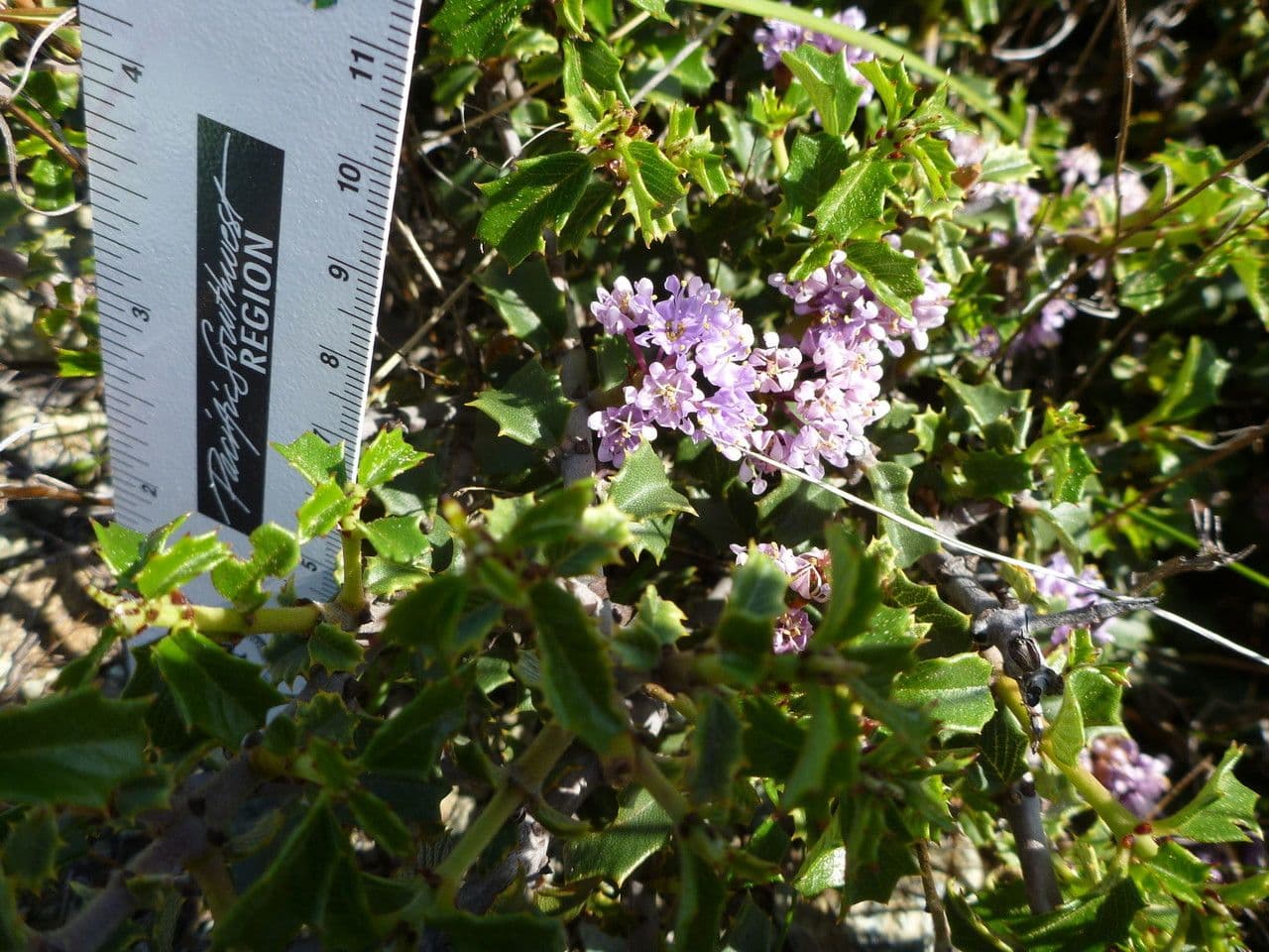 Ceanothus 7