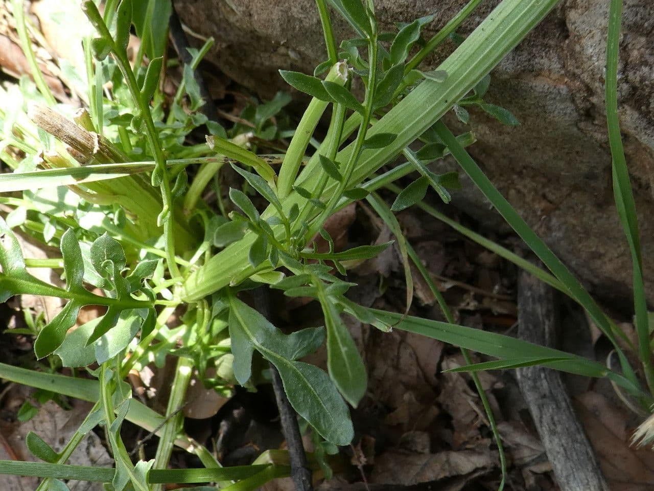 Reseda barrelieri 10