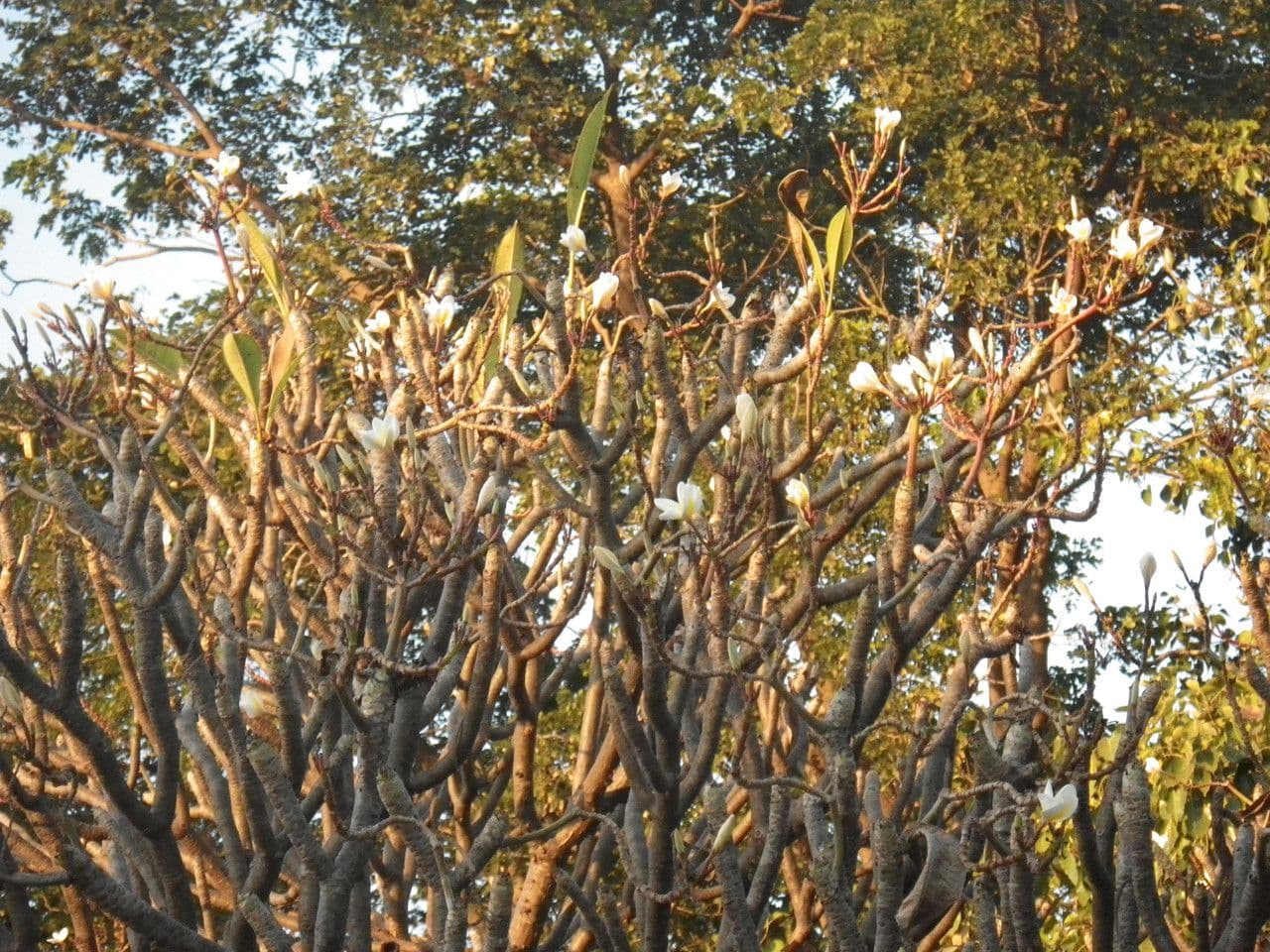 Algodoncillo blanco 11