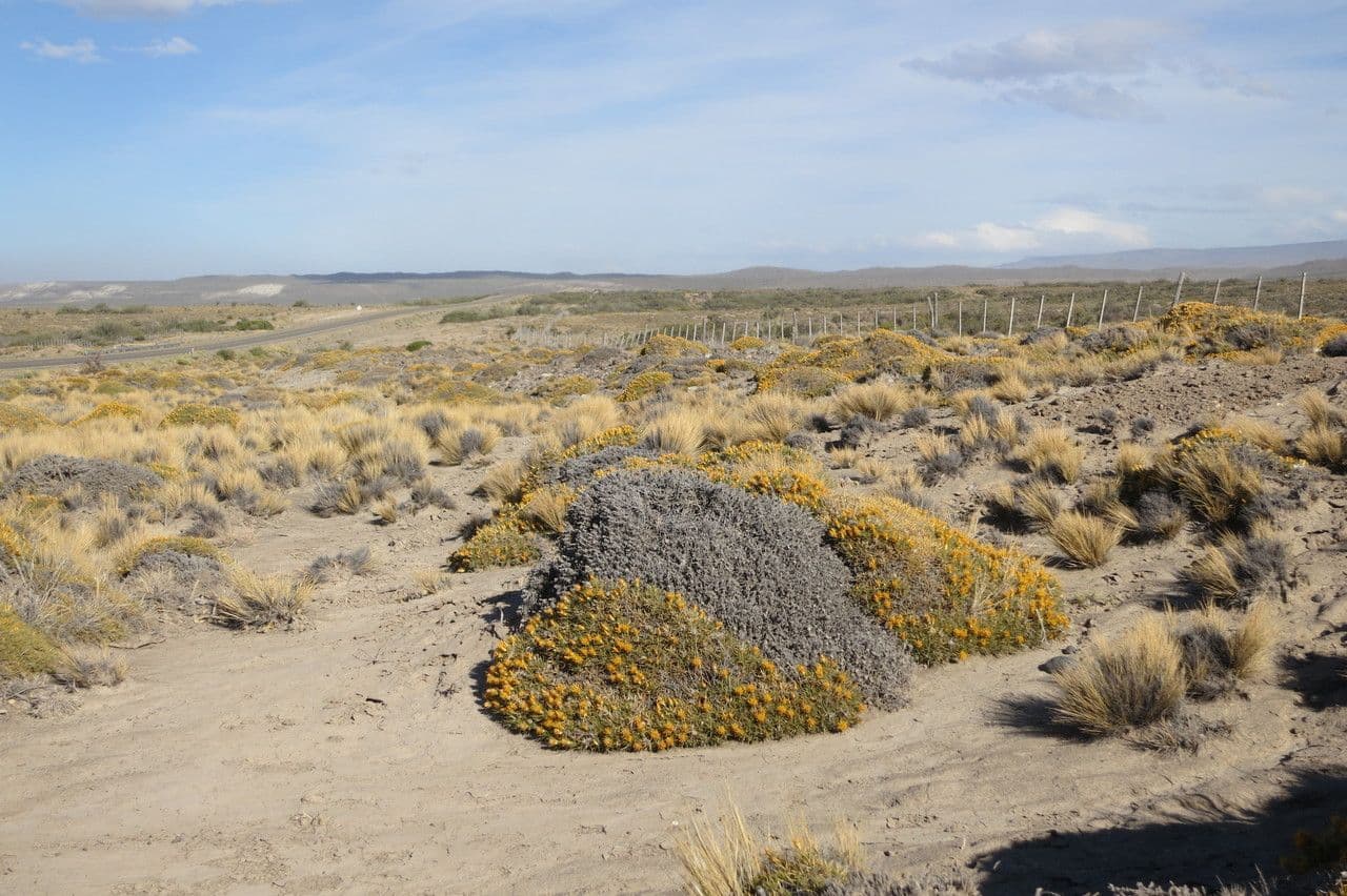 Chuquiraga 7
