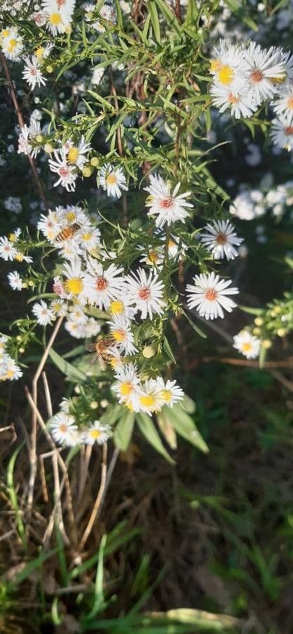 Aster lanceolato 30