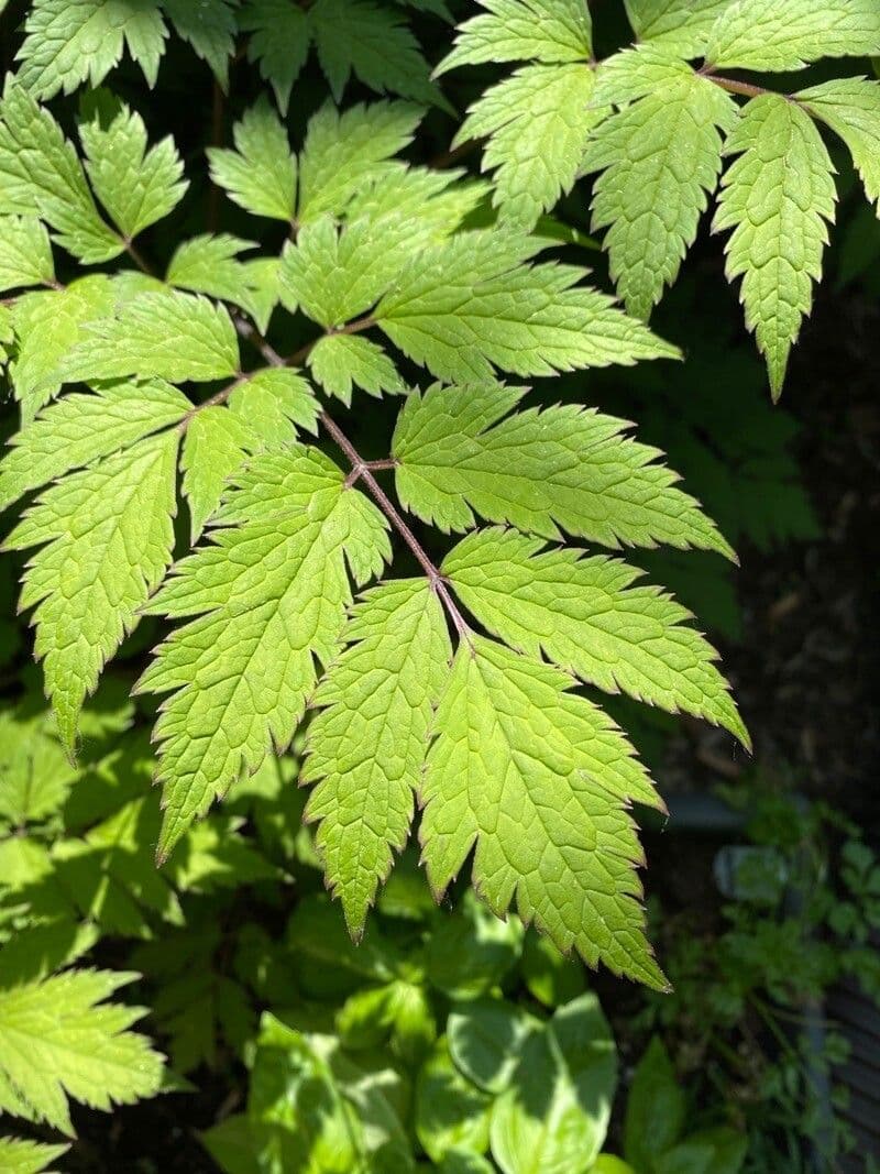 Actaea alta 12