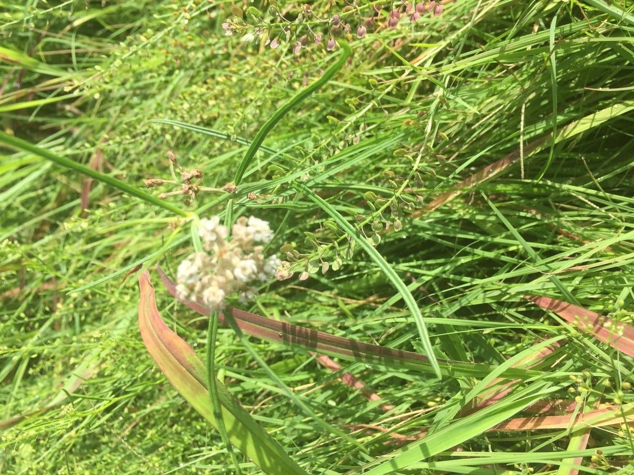 Asclepias lineare 7