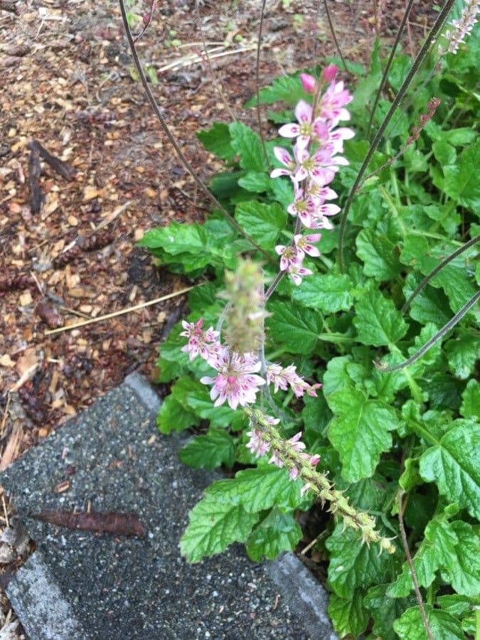 Francoa 2