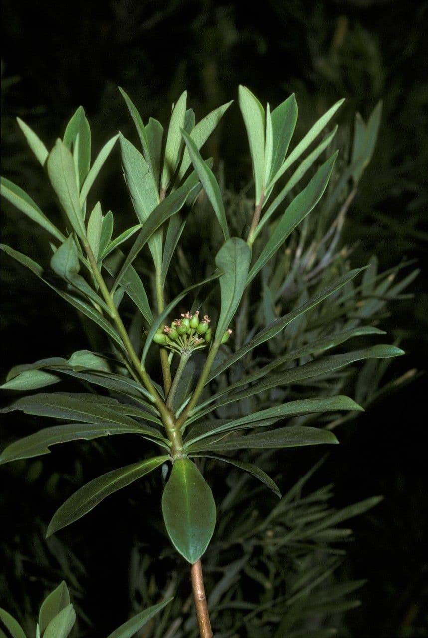 Ovidia 2